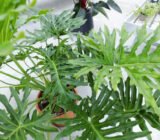 Philodendron selloum (Thaumatophyllum bipinnatifidum), caring for an evergreen indoor plant