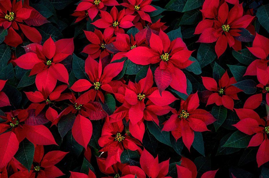 Multiple poinsettia flowers, with red bracts