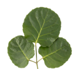 Polyscias, a house tree! – Online Plant Sales