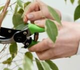 Reproduction by leaf cutting: here’s how to do it!