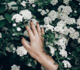 Buy Spiraea Japonica: Vibrant Shrubs for Your Garden