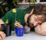 Stephania erecta: leaves that turn yellow and fall