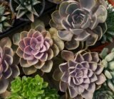 Succulent plants: take care of cacti and succulents