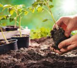 Tomatoes – growing, caring and harvesting