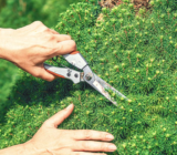 Trimming plants: techniques and advice