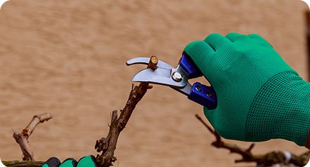 Hand with green glove pruning a branch of a plant with shears