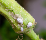 White animals plants: causes and remedies