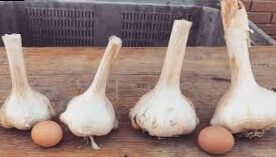 Aglione, how to take care of a Tuscan treasure!