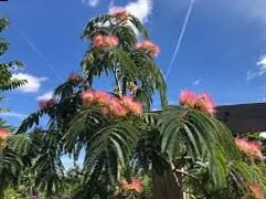 Albizia julibrissin: the tree with feathered flowers