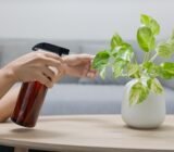 an easy plant to care for! Advice and maintenance