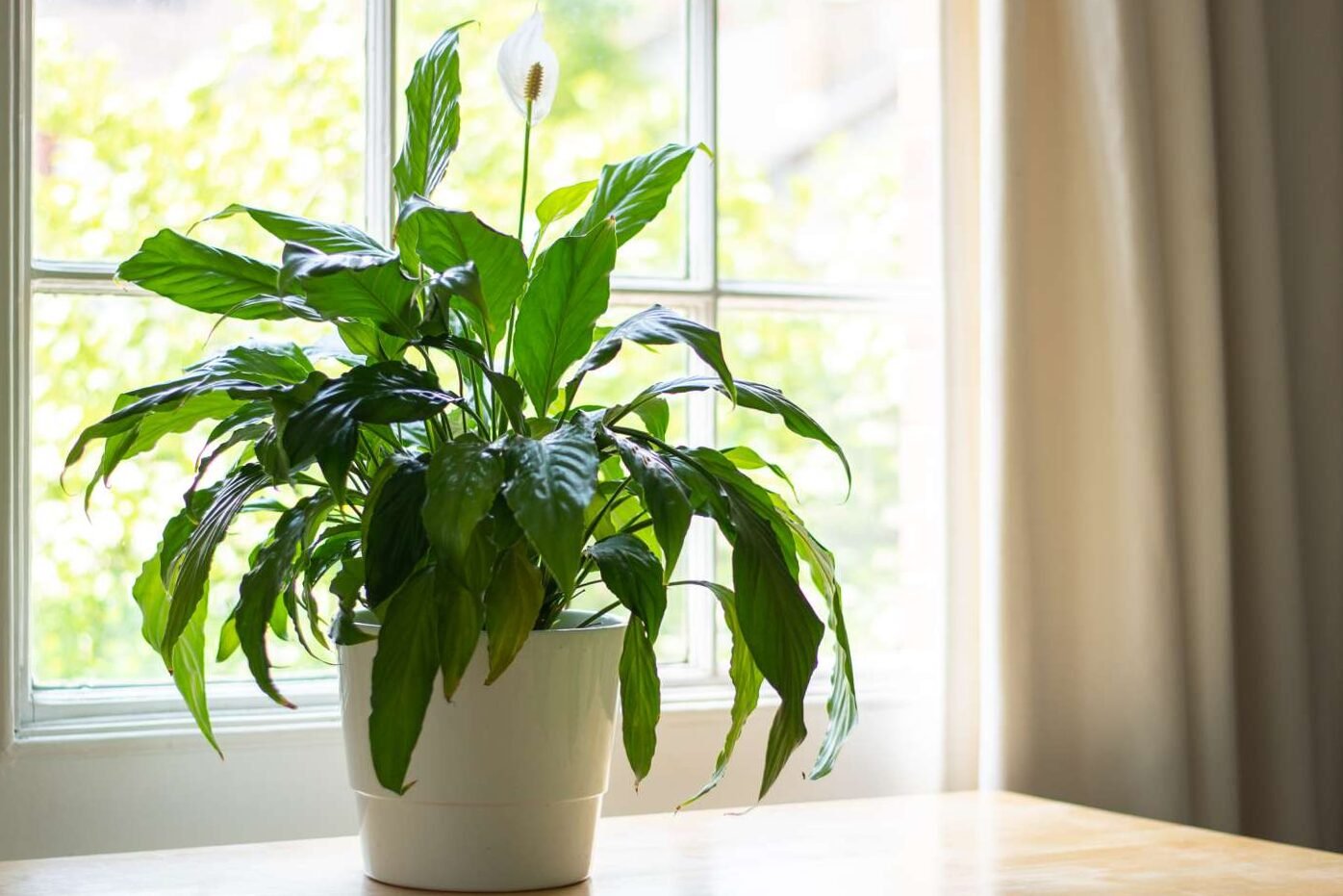 an easy plant to care for! Advice and maintenance
