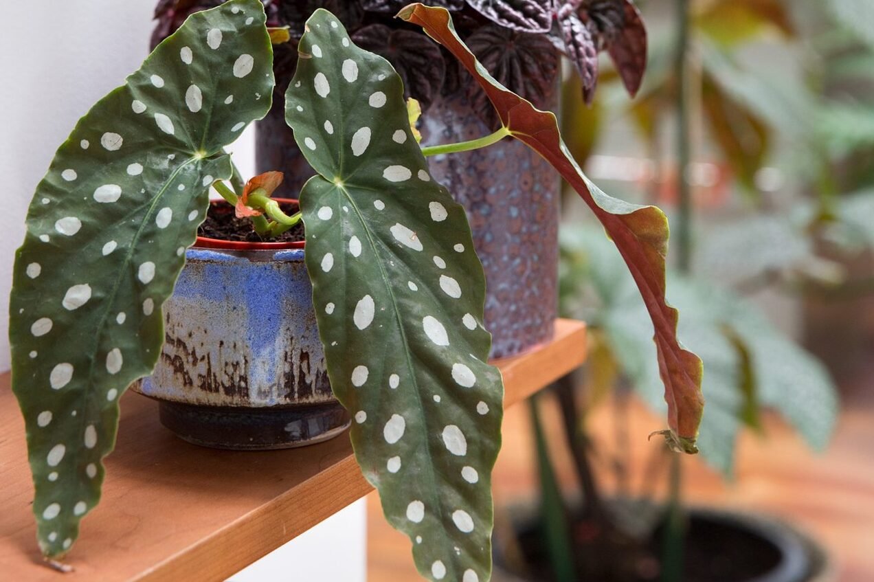 Begonia maculata Wightii, the plant with dotted leaves!