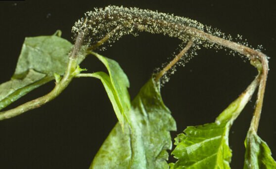 Botrytis (grey mold) on plants? Here's how to eliminate it