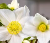 Hellebore, the beautiful Christmas rose