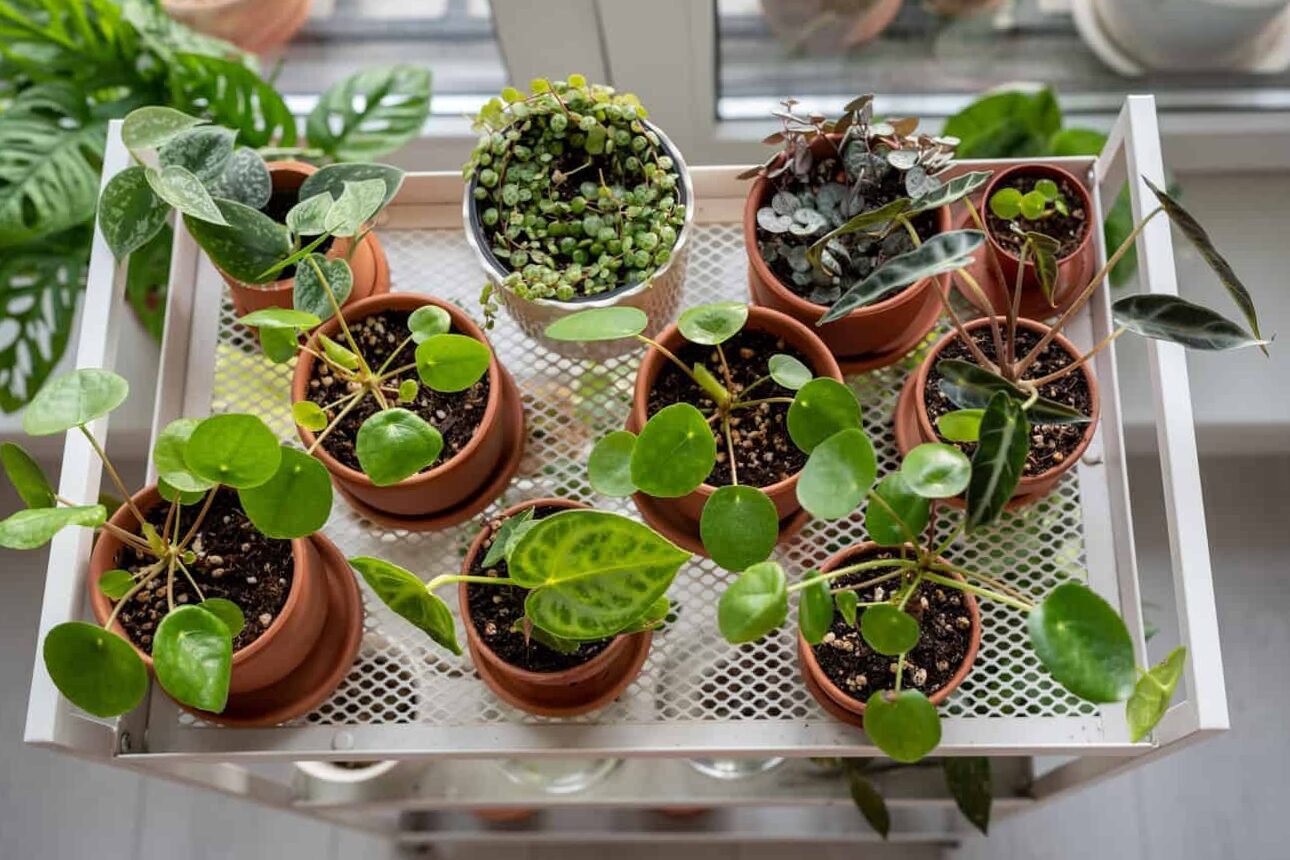 Care and maintenance advice » Selling Plants Online