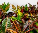 Croton Plant Care – How to Grow & Maintain Crotons | Apartment Therapy