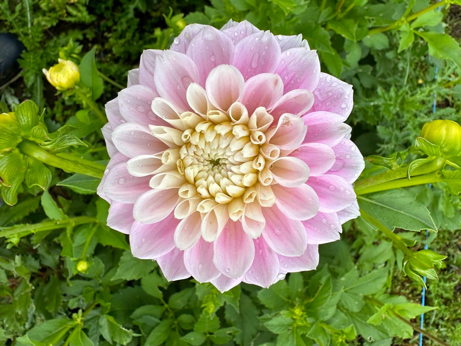 Chip dahlias: colorful beauties for your garden