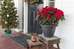 Christmas plant composition: the definitive guide