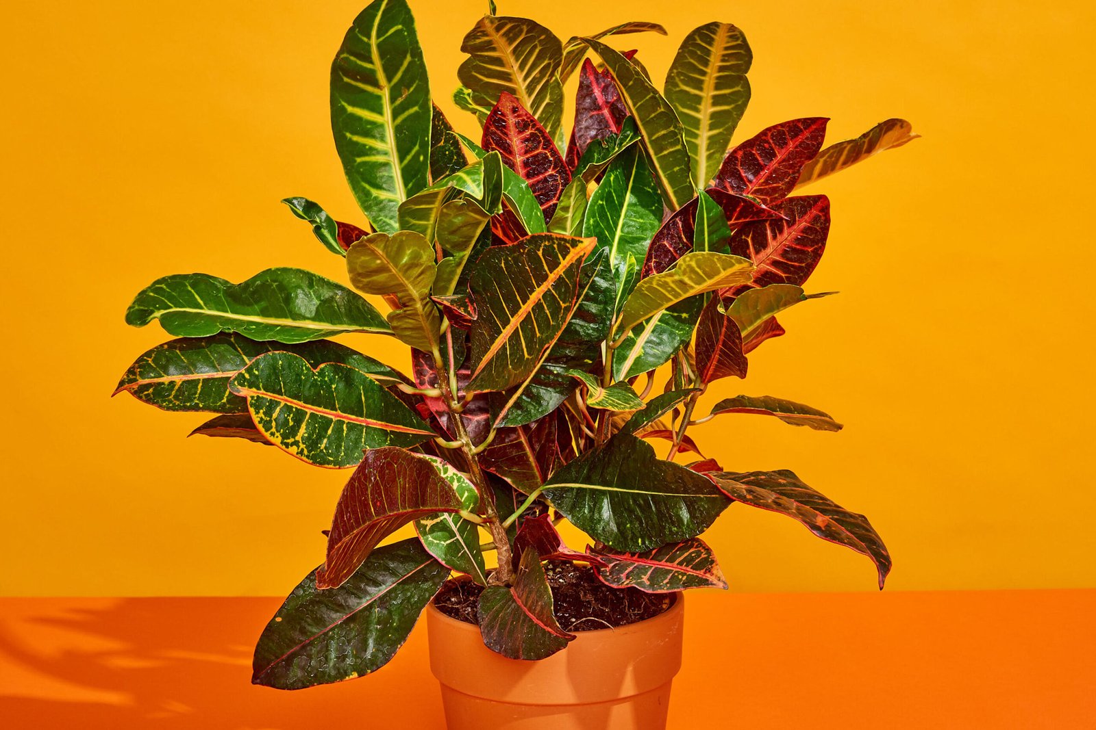 Croton Plant Care - How to Grow & Maintain Crotons | Apartment Therapy