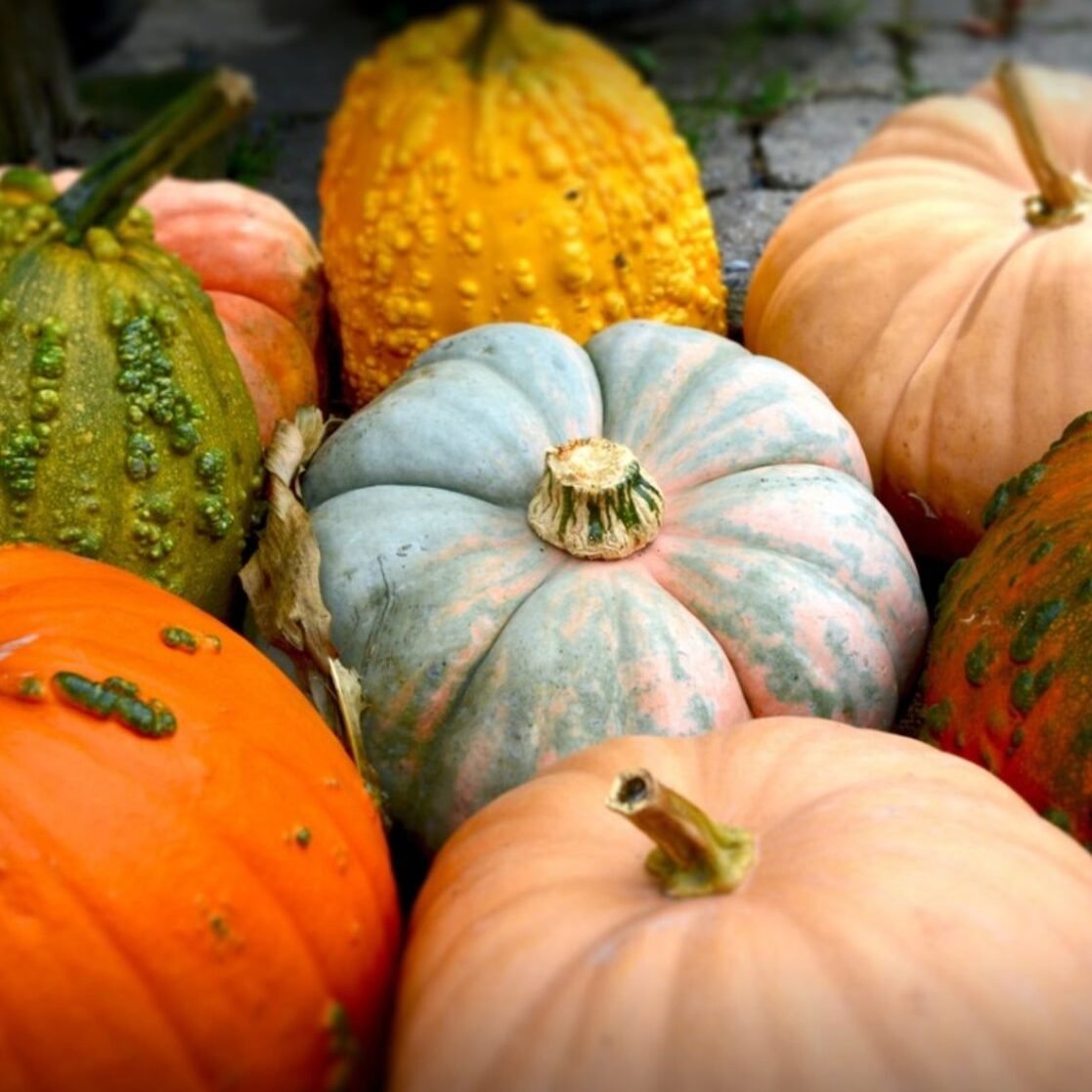 Characteristics of the cucurbitaceae family