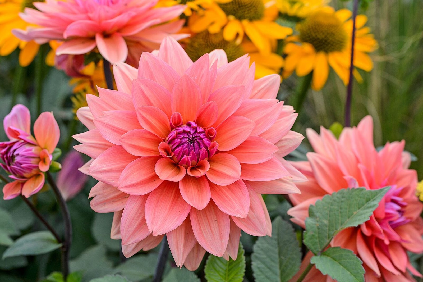 Dahlia: from tuber to summer flowering, care and cultivation
