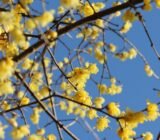 everything you need to know | Calicanto, the winter flower