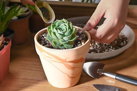 Fertilizing succulents: the complete guide