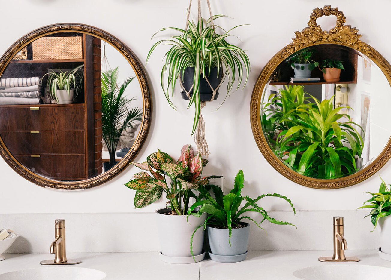 Furnishing the bathroom with plants: the best ideas