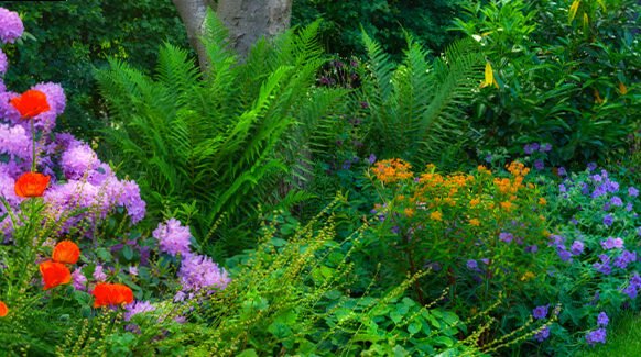 Garden work in September | Plants and flowers, flowerbeds and bushes