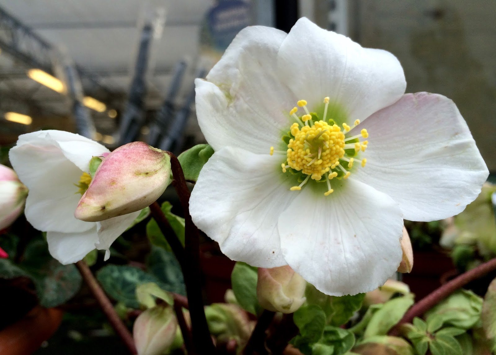 Hellebore, the beautiful Christmas rose