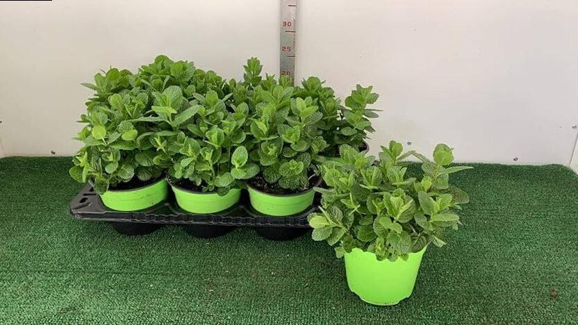 Hierba Buena mint, good for Mojitos and more!