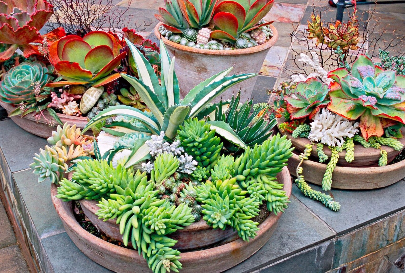 How to arrange succulents in the garden: ideas and inspiration