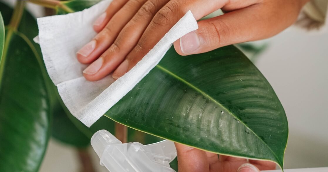 How to clean plant leaves: effective methods