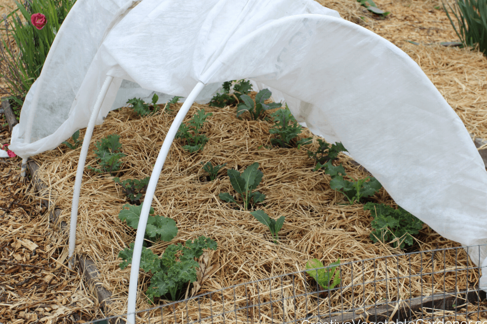 How to cover plants from frost: everything you need to know