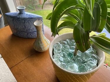 How to keep cats away from plants: natural remedies