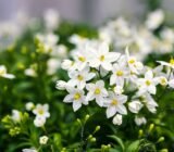 how to keep it looking great! | TAXONOMY | CARE AND CULTIVATION OF JASMINE AT NIGHT
