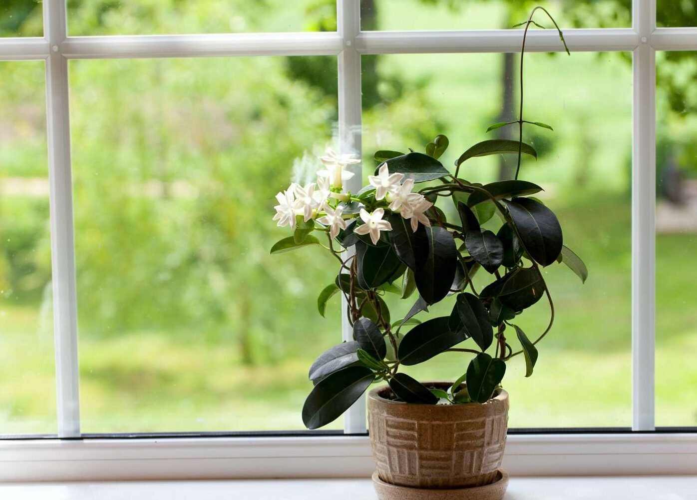 how to keep it looking great! | TAXONOMY | CARE AND CULTIVATION OF JASMINE AT NIGHT