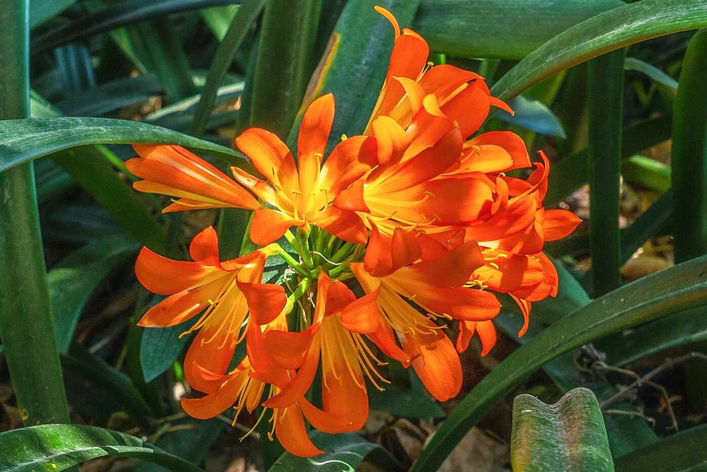 How to make Clivia bloom again?