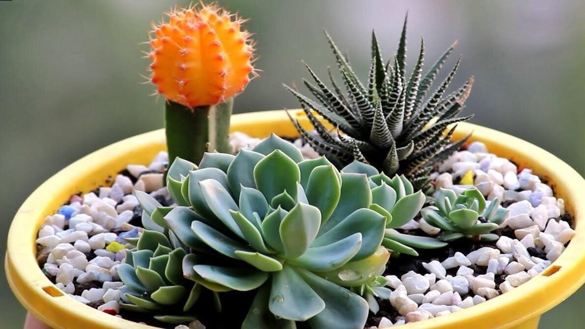 How to plant succulents: everything you need to know