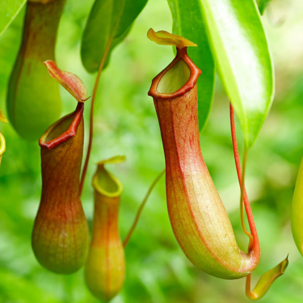 Nepenthes, how to care for a carnivorous plant