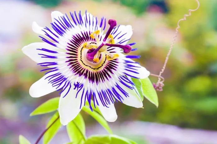 Passiflora, the passion fruit plant