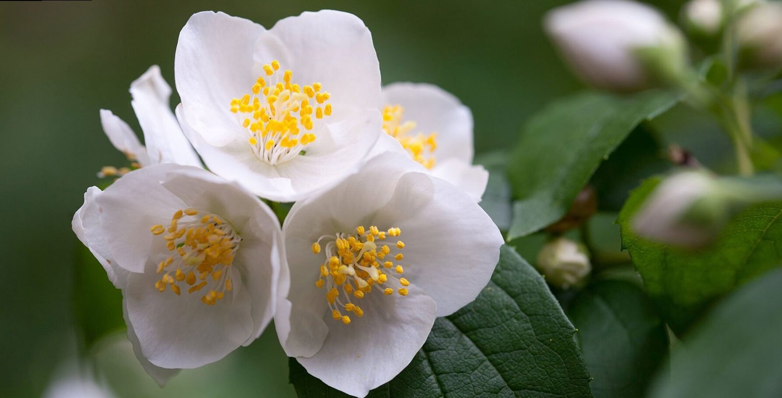 Philadelphus, how to take care of the angel flower!