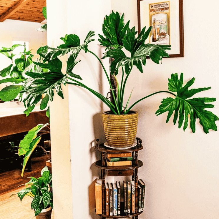 Philodendron selloum (Thaumatophyllum bipinnatifidum), caring for an evergreen indoor plant