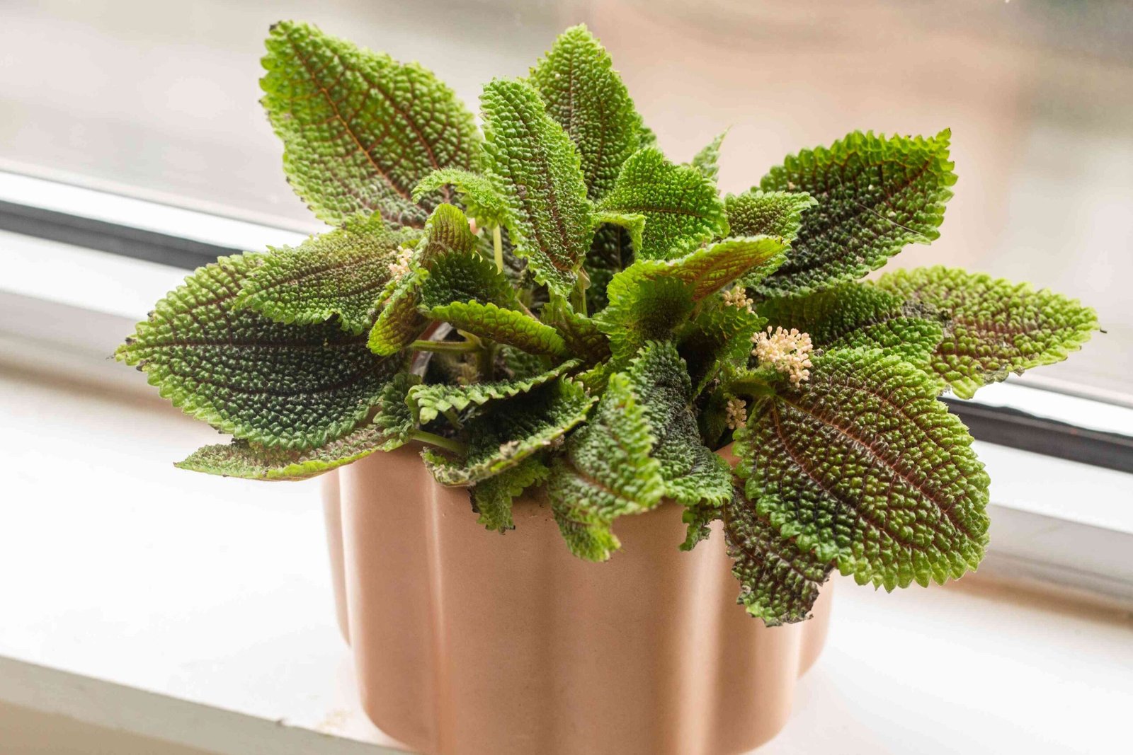 Pilea Moon Valley, take care of a moon plant