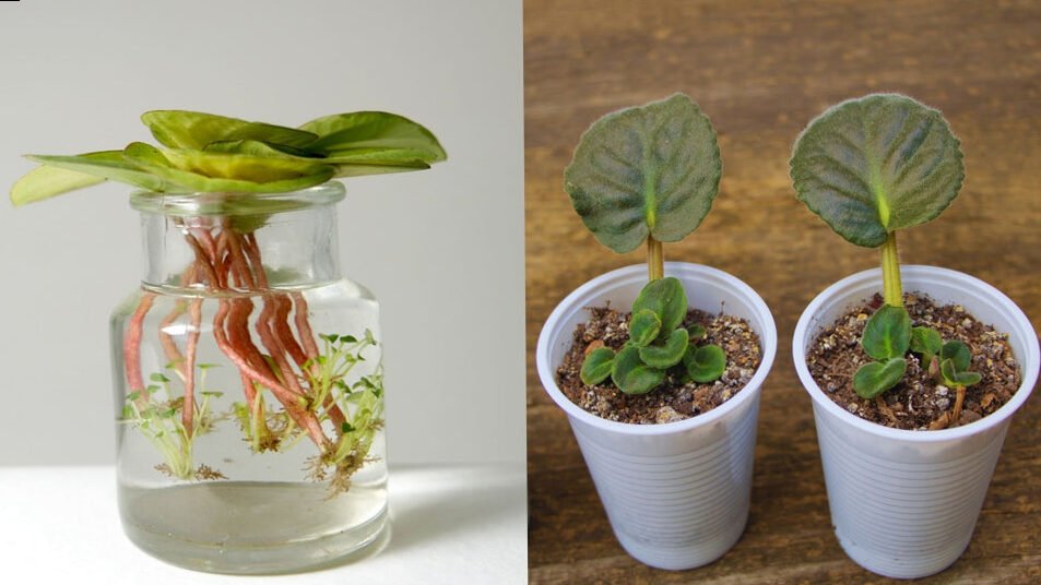 Reproduction by leaf cutting: here's how to do it!