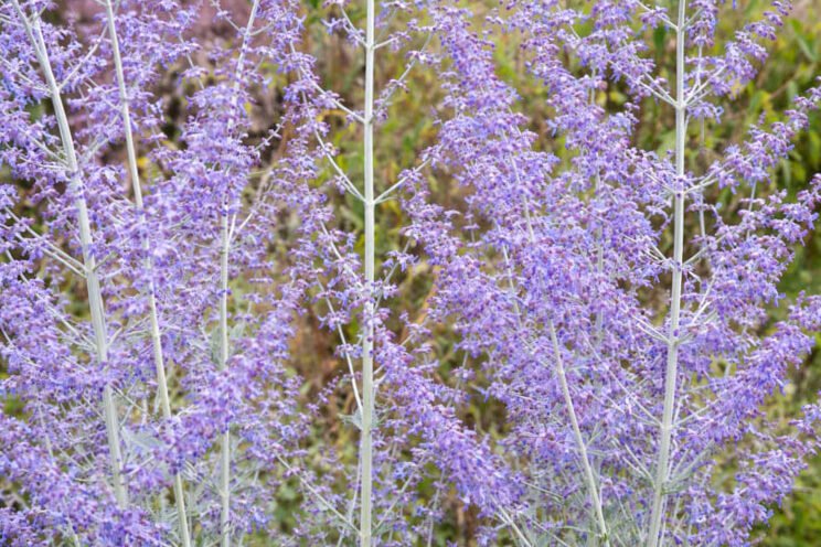 Siberian sage can be planted in combination with the following plants: