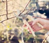 some essential tips for learning | How to care for your garden