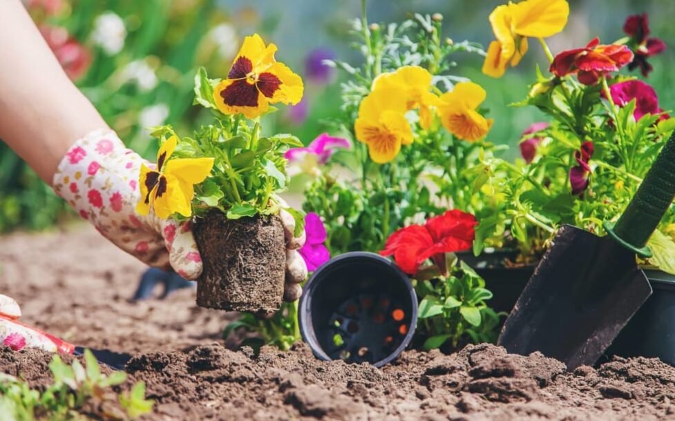 some essential tips for learning | How to care for your garden