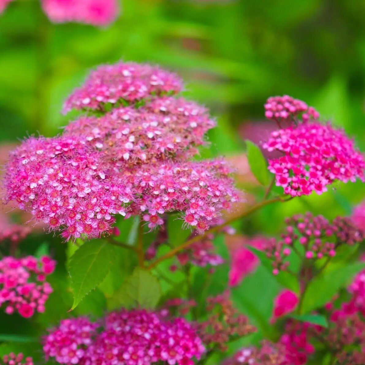 Buy Spiraea Japonica: Vibrant Shrubs for Your Garden