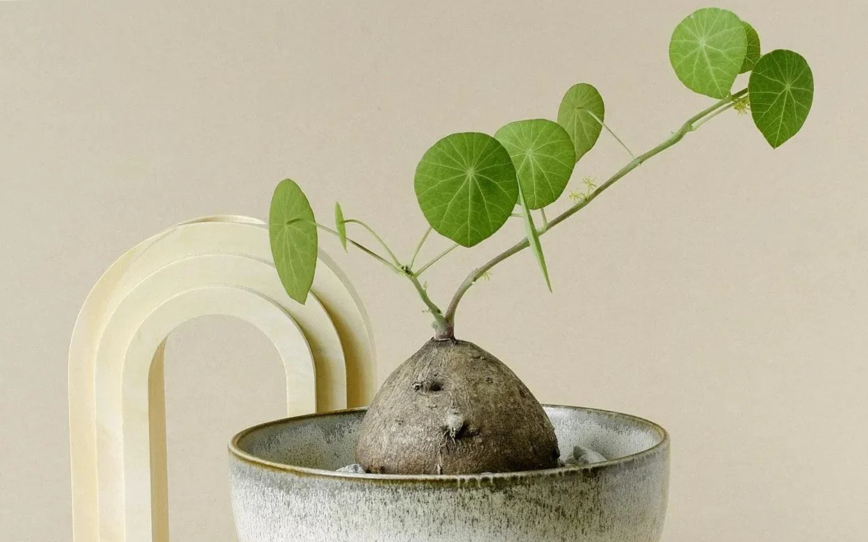 Stephania erecta: leaves that turn yellow and fall